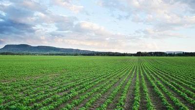 Bayer y Microsoft colaborarán en herramientas en la nube para la agricultura
