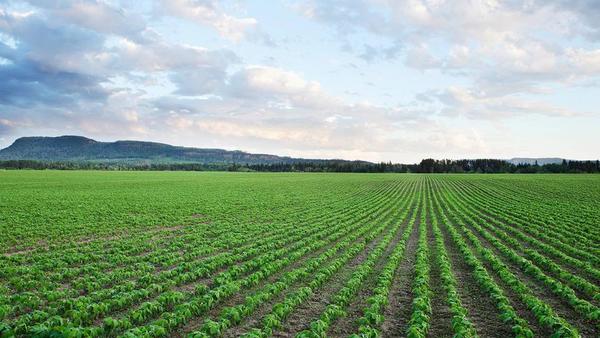 Bayer y Microsoft colaborarán en herramientas en la nube para la agricultura