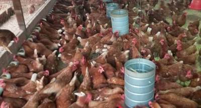 Familia emprendedora de Edelira logra excelente producción de cría y engorde de aves