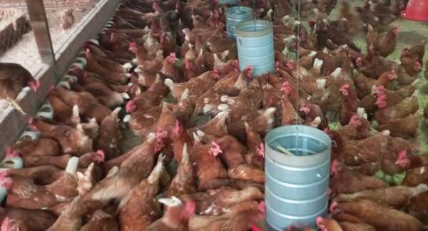 Familia emprendedora de Edelira logra excelente producción de cría y engorde de aves