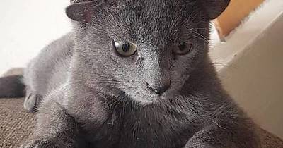 La Nación / Midas, la gatita con cuatro orejas que conquista Instagram