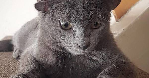 La Nación / Midas, la gatita con cuatro orejas que conquista Instagram