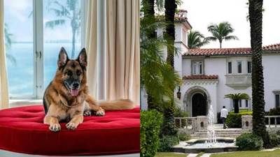 El perro más rico del mundo vende su casa en Miami por 32 millones de dólares - Noticiero Paraguay