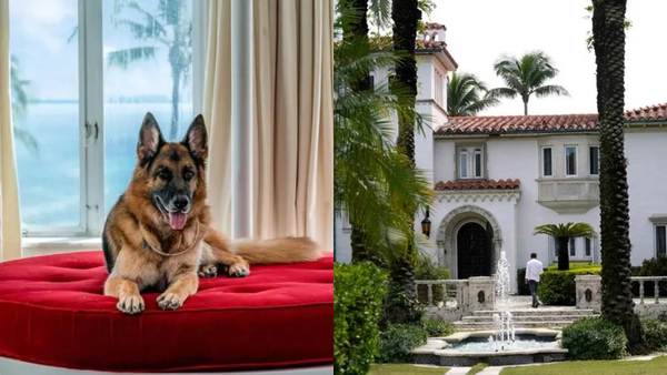 El perro más rico del mundo vende su casa en Miami por 32 millones de dólares - Noticiero Paraguay