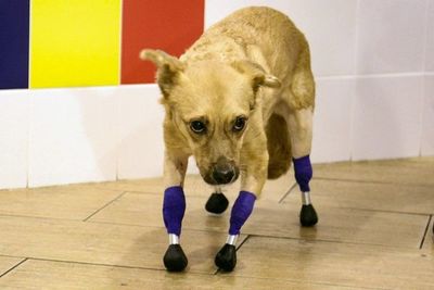 Una perrita rusa vuelve a andar tras ponerle cuatro prótesis en las patas - Mascotas - ABC Color