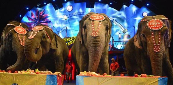 Contra el maltrato animal: Francia aprueba ley que prohíbe la presencia de animales salvajes en los circos