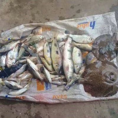 Denuncian nueva mortandad de peces en Itapé - Nacionales - ABC Color
