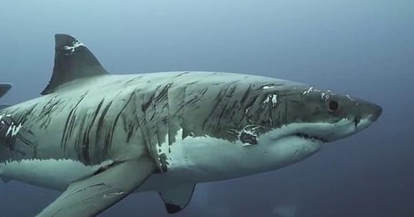Las impactantes imágenes del tiburón blanco “más herido del mundo”: “Ha sobrevivido a tiempos difíciles” - SNT