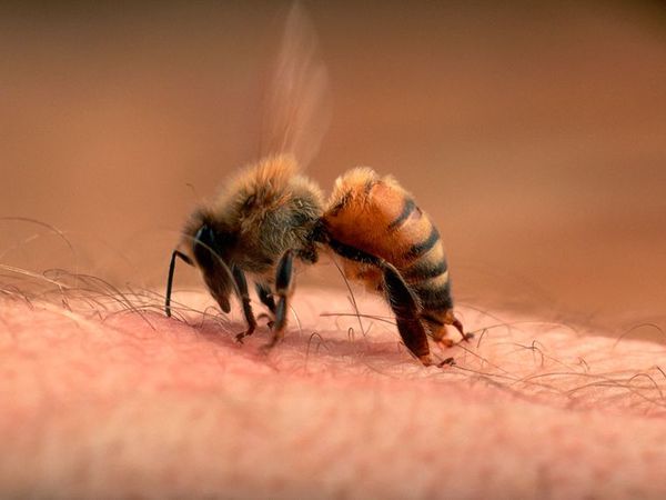 Abejas atacaron a los integrantes de una familia | Noticias Paraguay