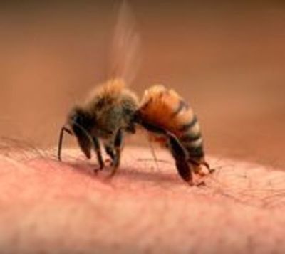 Abejas atacan a una familia en Fernando de la Mora - Paraguay.com