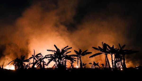 Bolsonaro insiste en que noticias sobre destrucción de la Amazonía son falsas - Mundo - ABC Color