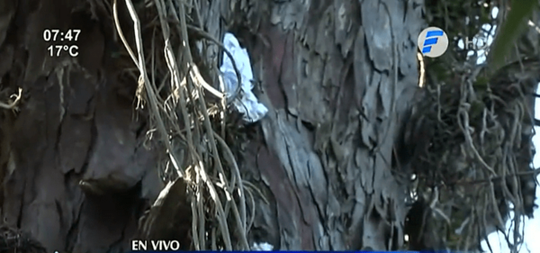 Cinco personas hospitalizadas tras ataque de abejas | Noticias Paraguay