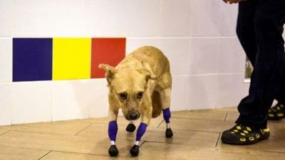 Monika, la perrita que logró volver a caminar gracias a una prótesis en cada pata