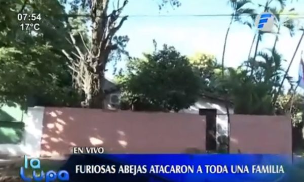 Familia es atacada por abejas en Fernando de la Mora | Telefuturo
