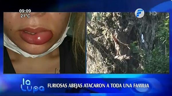 Enjambre de avispas ataca a familia en Fernando de la Mora