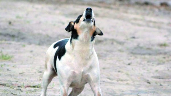 Perros ruidosos pueden exponer a denuncia al dueño