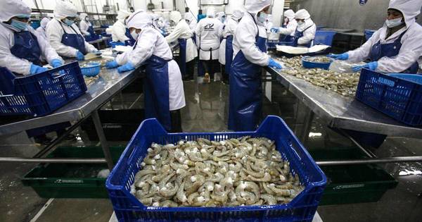 La Nación / Empresas procesadoras de langostinos incursionan en Paraguay con inversión de US$ 20 millones