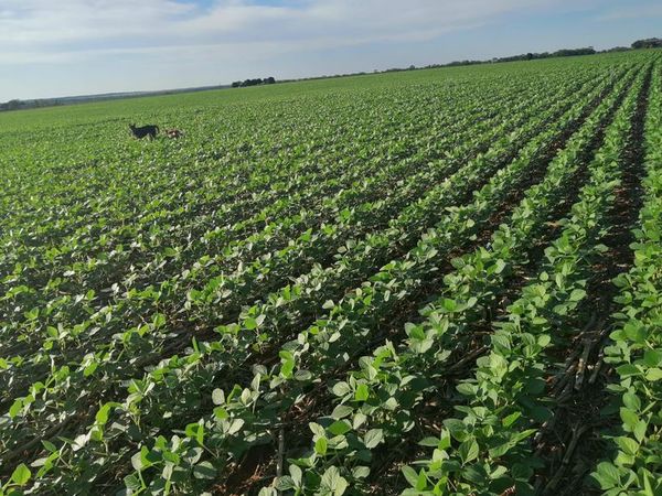 Con lluvias regulares, en general, la soja avanza hacia una buena cosecha; inquieta empero la sequía anunciada para enero/febrero - Nacionales - ABC Color