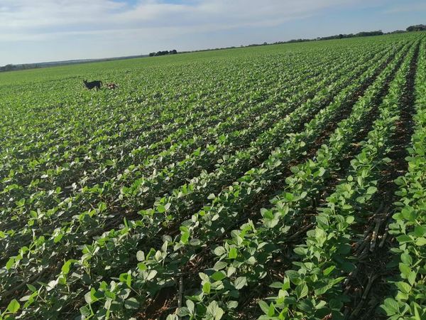 Con lluvias regulares, en general, la soja avanza  hacia una buena cosecha; inquieta empero la sequía anunciada para enero/febrero - Nacionales - ABC Color