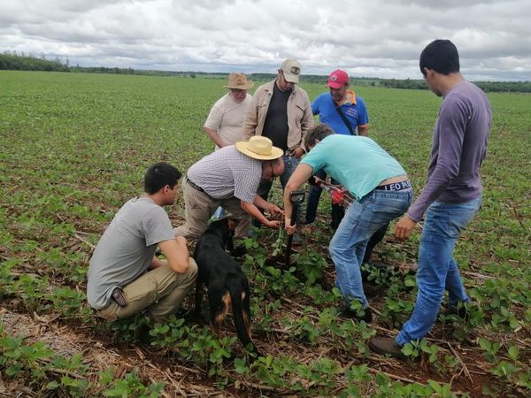 La siembra directa beneficia al suelo, demuestran - Nacionales - ABC Color