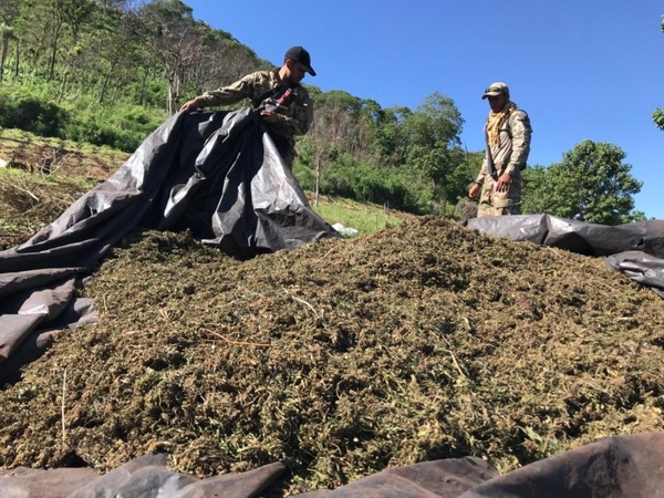 Intervienen 71 hectáreas de marihuana en Amambay - Megacadena — Últimas Noticias de Paraguay