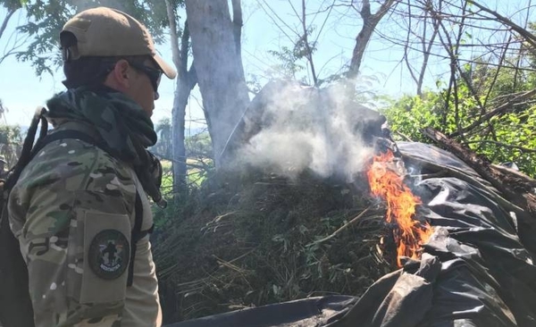 Diario HOY | Sacan de circulación 230 toneladas de marihuana mediante operativo en Amambay