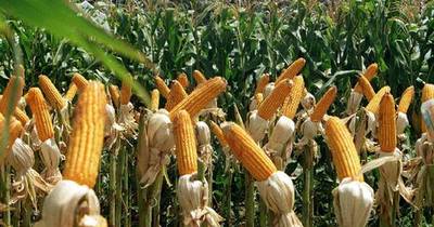 La Nación / Últimas precipitaciones favorecen a plantaciones de soja y maíz
