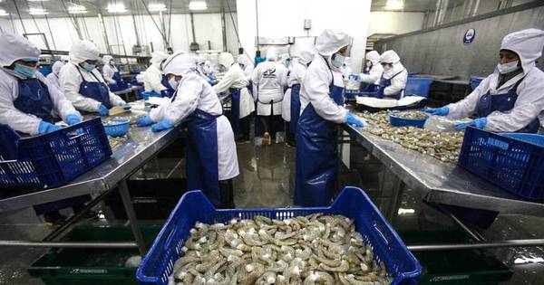 La Nación / Instalarán una planta industrial de langostinos