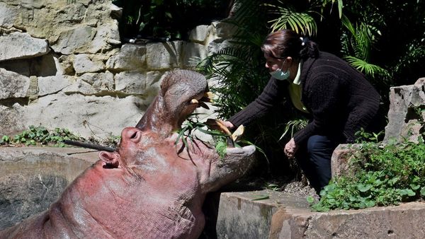 Zoológico reabre sus puertas al público y apela a visita prudente