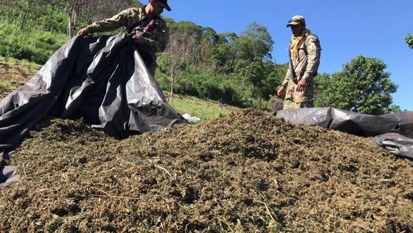 Destruyen 230 toneladas de marihuana