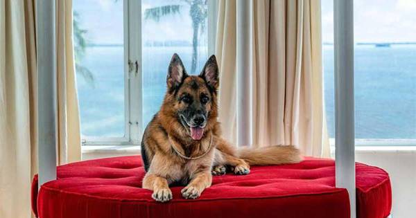 La Nación / Gunther, el perro más rico del mundo vendió su lujosa mansión