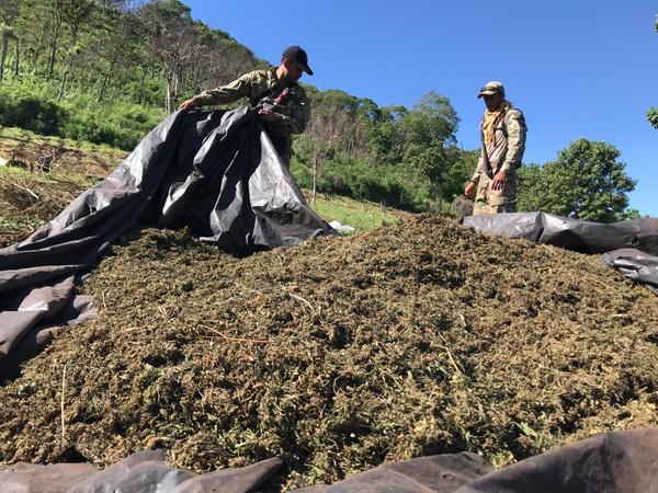 Senad y Policía del Brasil destruyen más de 17,5 toneladas marihuana en Amambay - .::Agencia IP::.