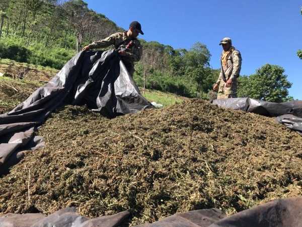 Destruyen más de 17,5 toneladas marihuana en Amambay | Ñanduti