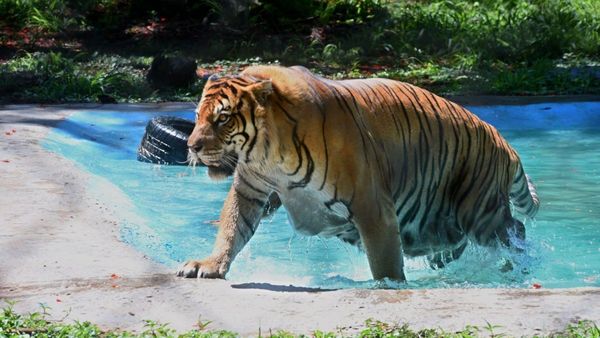 El zoológico reabre sus puertas luego de casi dos años