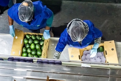 México negocia con EE.UU. ampliar la exportación de aguacate - MarketData