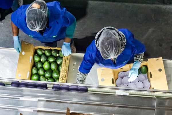 México negocia con EE.UU. ampliar la exportación de aguacate - MarketData