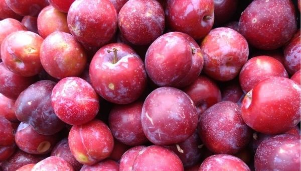 Se redujo este año la producción de ciruela, golpeada por el factor climático