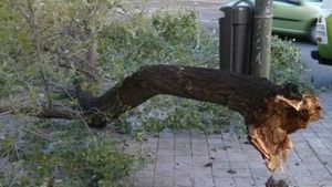 Embarazada falleció luego de caerle la rama de un árbol