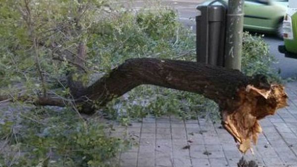 Embarazada falleció luego de caerle la rama de un árbol