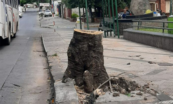 Mujer muere en extrañas circunstancias una semana después de que un árbol se le cayera encima - OviedoPress