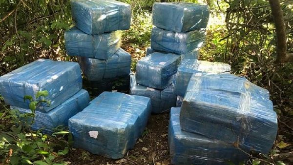 Senad incauta casi 700 kilos de marihuana en Itapúa Poty