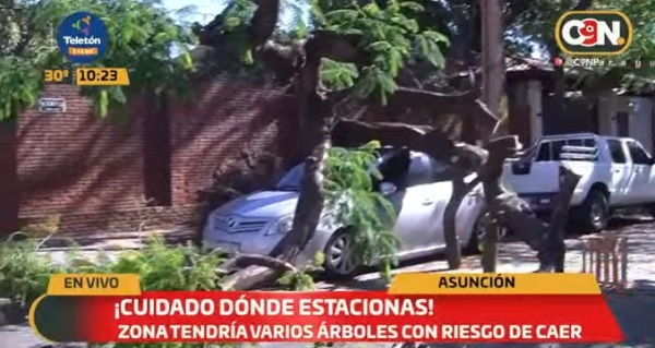 Frondoso árbol aplasta dos vehículos estacionados en Sajonia