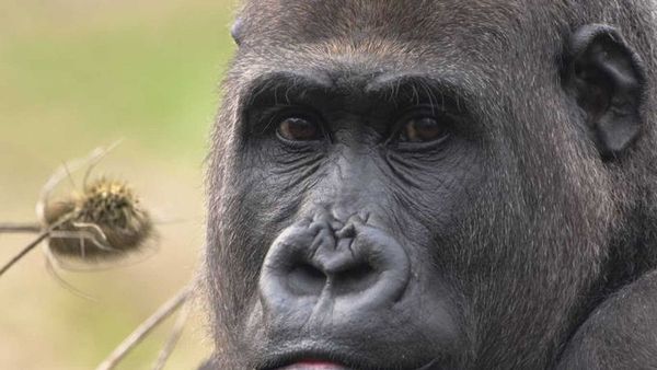 Gorilas y leones de un zoo europeo dan positivo al Covid-19