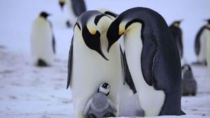 Estudio alerta de alta concentración de mercurio en pingüinos antárticos