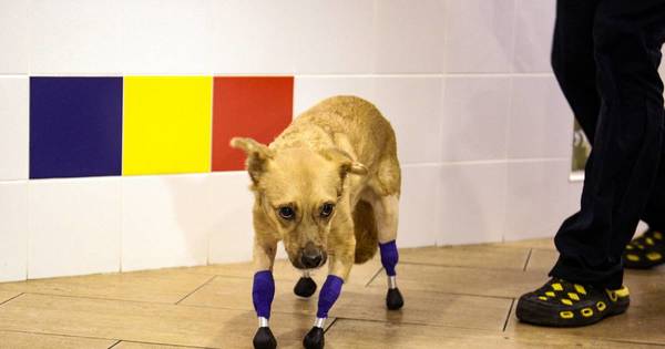La Nación / Una perrita rusa vuelve a andar tras ponerle cuatro prótesis en las patas