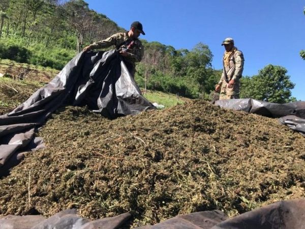 Destruyen más de 17,5 toneladas marihuana en Amambay