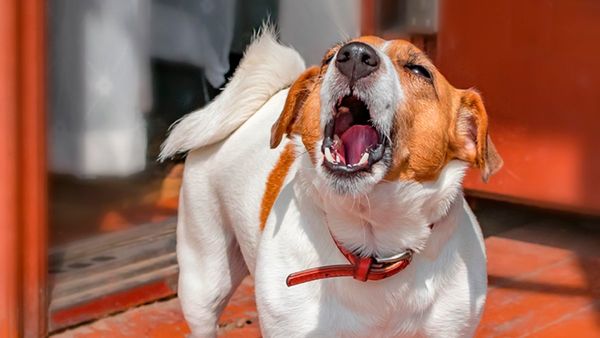 Perros ruidosos: Muni tiene decena de quejas