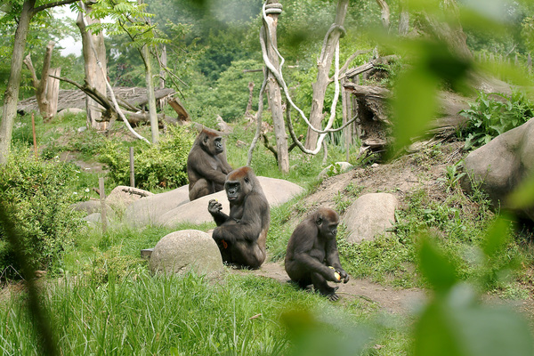 Gorilas y leones de un zoo europeo dan positivo al Covid-19
