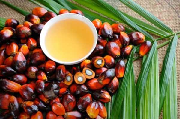 El aceite de palma favorece las metástasis del cáncer - San Lorenzo Hoy