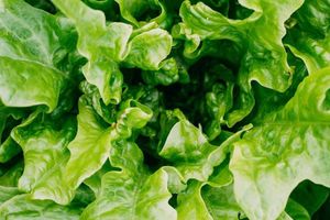 ¿Qué diferencia hay entre la lechuga normal y la hidropónica? - El Observador
